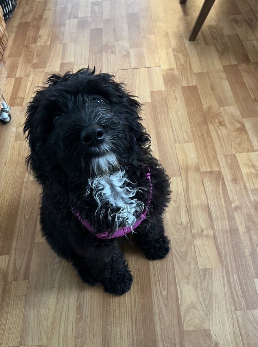 @jaketapper sheepdog mix? we just rescued a sheepadoodle puppy thats almost all sheepdog. meet margaret