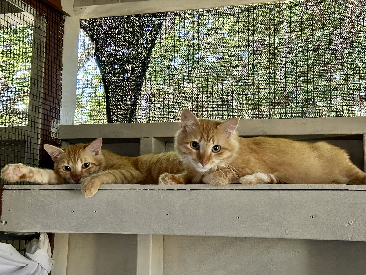 Just brothers Gator and Mochi hanging out on the newly painted shelves. Don’t worry, the paint was dry!