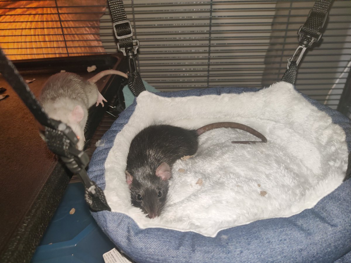 smokesperm's tweet photo. two new rats. Muad'dib and Yelena. born on 3/18/24 https://t.co/JDpiYoDoN2