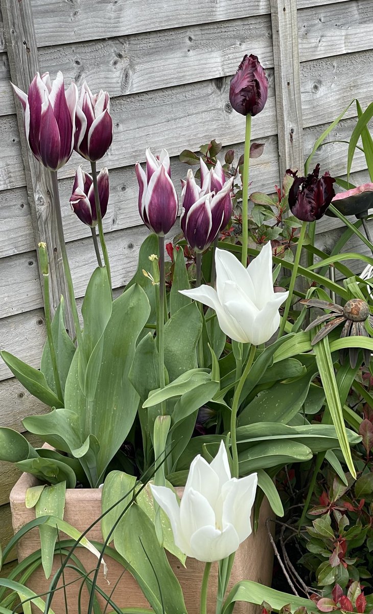 #JustNow Noticed the Black Parrot Tulips have opened up. Loving the white tulips against them & the Chantelle Tulips to 🌷😍