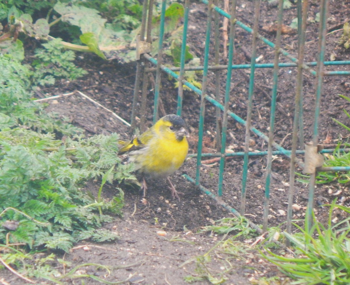 Bright male Siskin in the Balephuil #Tiree garden this morning was the first of the spring here - also 2 Common Sandpipers at West Hynish & a House Martin at Happy Valley, Hynish - all new for the year @PatchBirding @BirdGuides