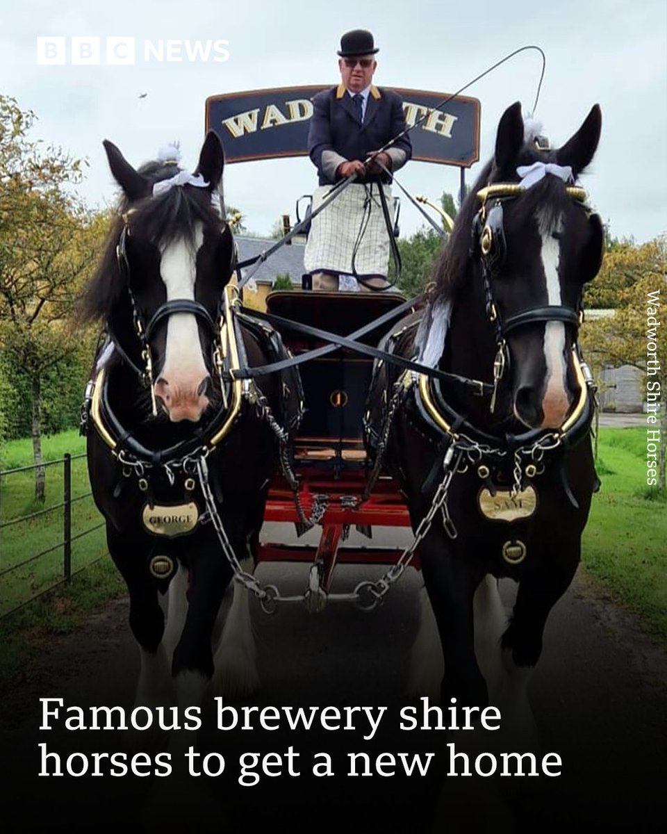 Sam and George are the longest in a long line of shire horses to have served Wadworth over the past 125 years 🐴⬇️ bbc.in/4deBtAY