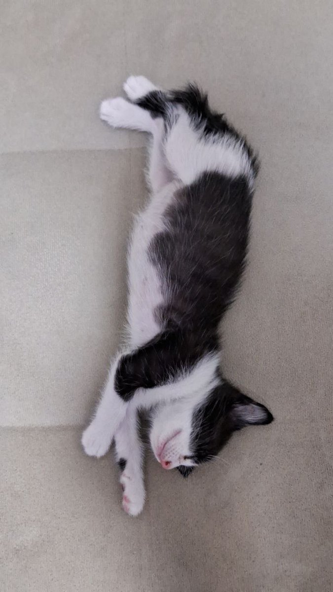 AnaKeilaCarval1's tweet photo. @gatinarios A minha Sol. Brilha o dia todo bagunçando  tudo. Mas na foto nem parece. https://t.co/iQb7zprRhF