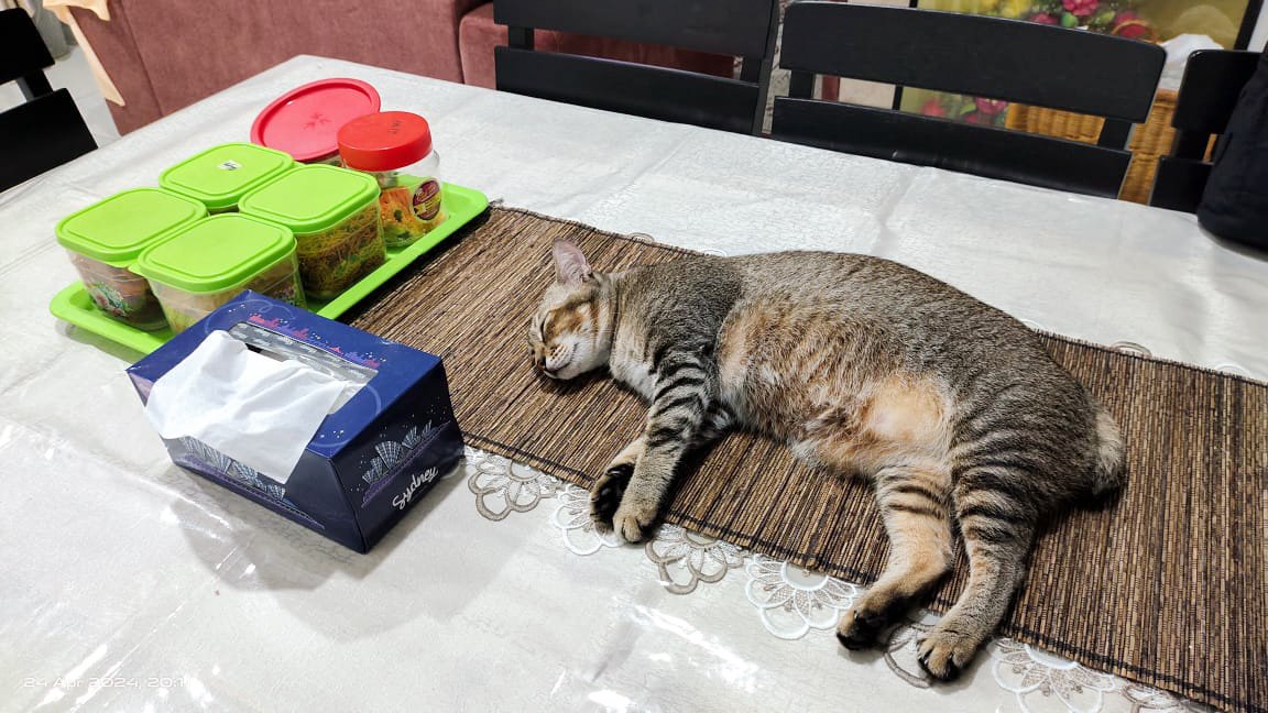 I need to do research on why my cats like to sleep on this placemat