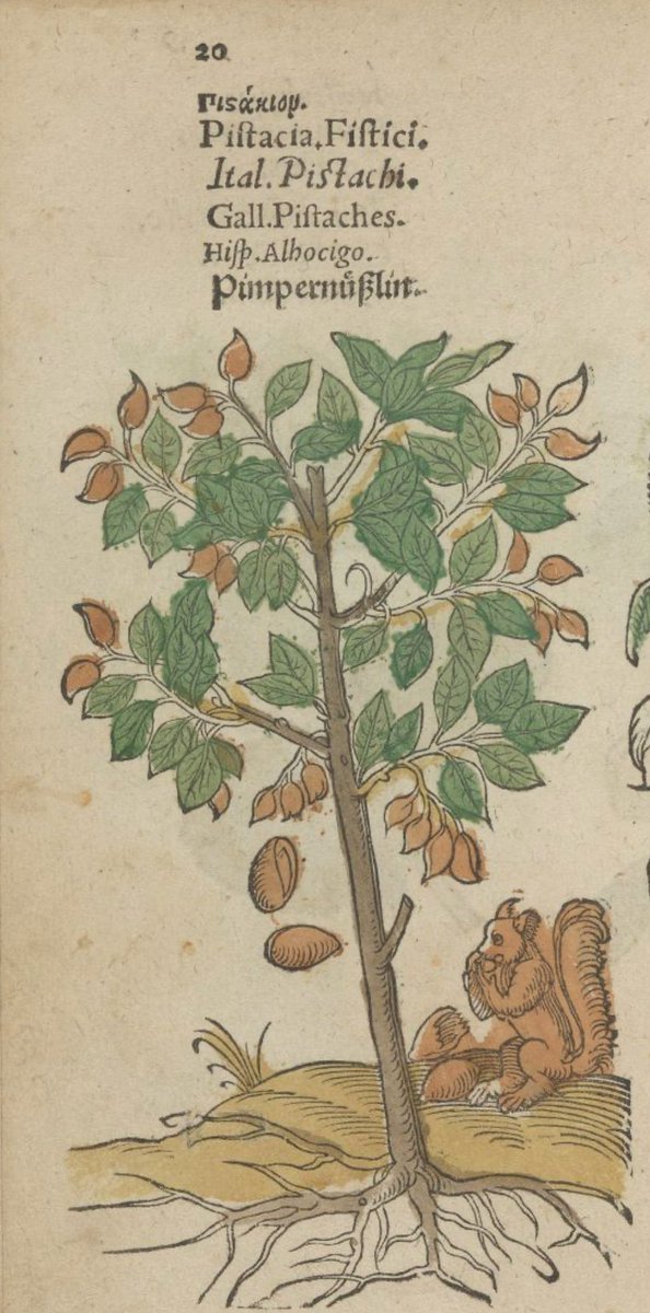 Who ate all the nuts!  Squirrel Nutkin did.  Egenollf's Herbarium (1562). RHS Library