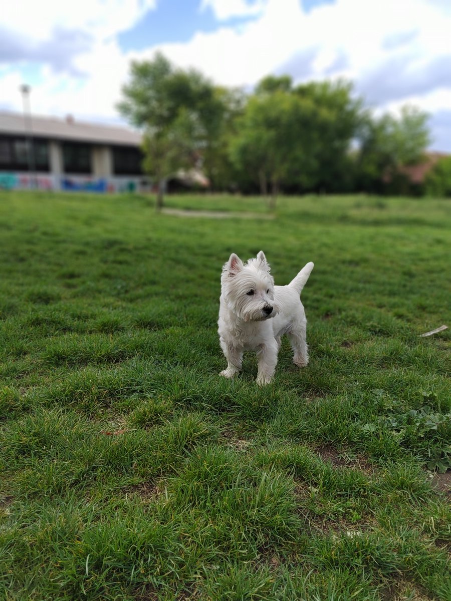 #jerry #westie #terrier #dogsofx #doglover #enjoylife #NaturePhotograhpy #april #sun