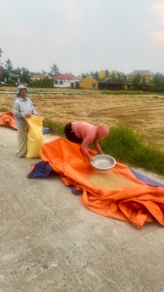 Had the incredible privilege of watching a rice paddy harvest in Hoi An tonight. First pic is from a few days ago, then as we walked up to the restaurant tonight this was the same field.