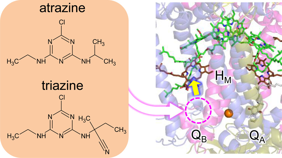 Photosynthesis pathways: Quinone herbicides binding to type-II reaction centers of purple bacteria suggest a QB-mediated link between the electron transfer inactive branch and the proton uptake pathway. From Ishikita and colleagues @UTokyo_News_en pubs.acs.org/doi/10.1021/ac…