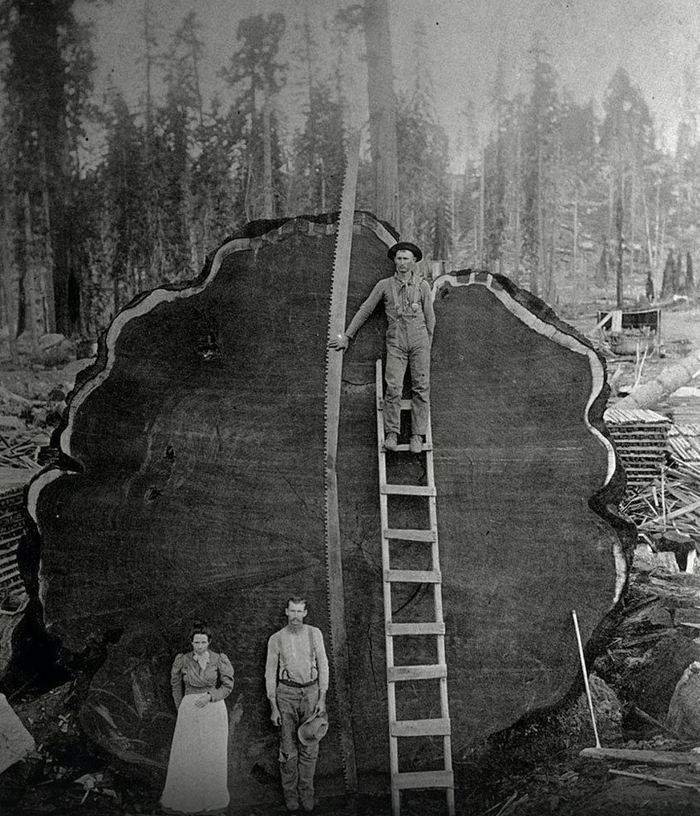 Loggers and a giant fallen tree in California, 1892.