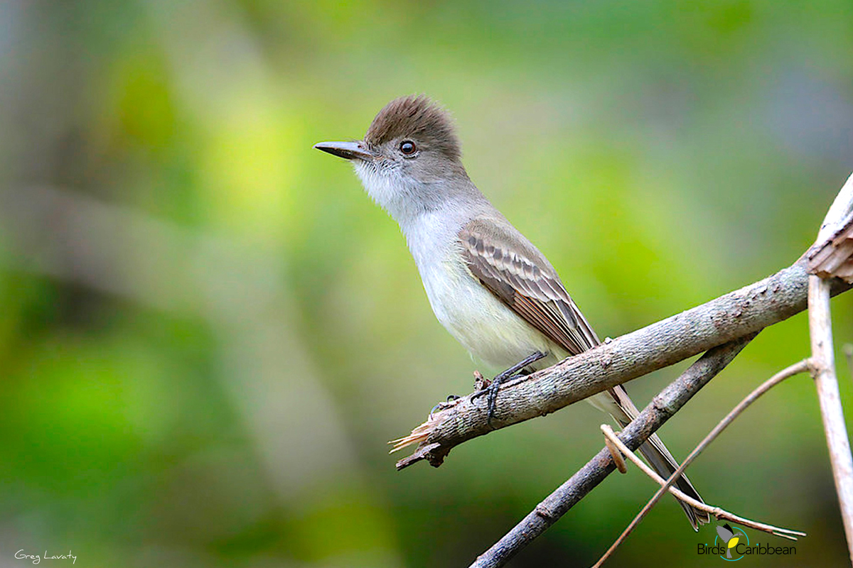 BirdsCaribbean's tweet photo. Endemic Bird of the Day, Day 135! 🦩🦉🦜The insect-loving La Sagra's Flycatcher! 🇧🇸🇨🇺🇰🇾
For more feathery facts, puzzles, and coloring page visit: https://t.co/EOTM6YWvBN
@nesophlox @BNTBahamas
#CEBF2024 #ProtectBirdsProtectInsects #EndemicBirds https://t.co/mI2OsfqEx2