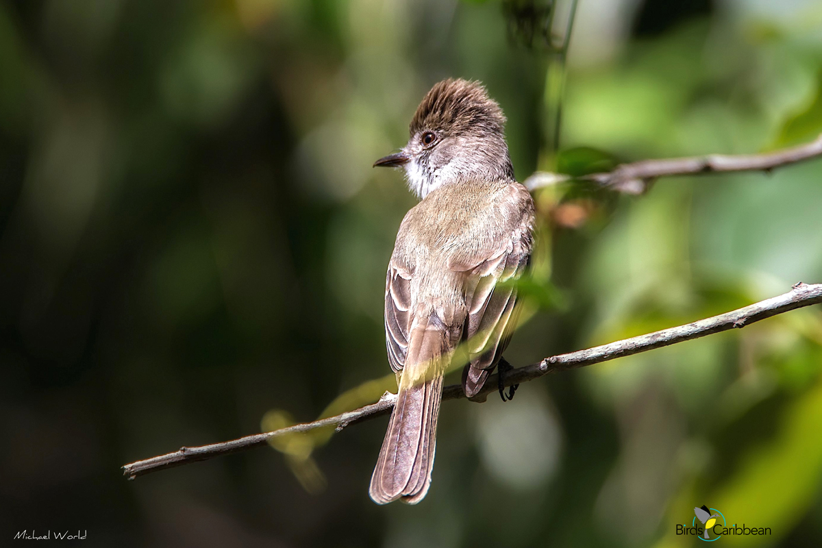 BirdsCaribbean's tweet photo. Endemic Bird of the Day, Day 135! 🦩🦉🦜The insect-loving La Sagra's Flycatcher! 🇧🇸🇨🇺🇰🇾
For more feathery facts, puzzles, and coloring page visit: https://t.co/EOTM6YWvBN
@nesophlox @BNTBahamas
#CEBF2024 #ProtectBirdsProtectInsects #EndemicBirds https://t.co/mI2OsfqEx2