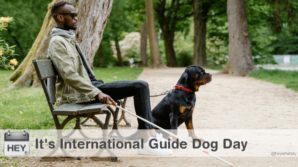 HeyWhatDay's tweet image. It's International Guide Dog Day! 
#InternationalGuideDogDay #GuideDogDay #InternationalGuideDogsDay