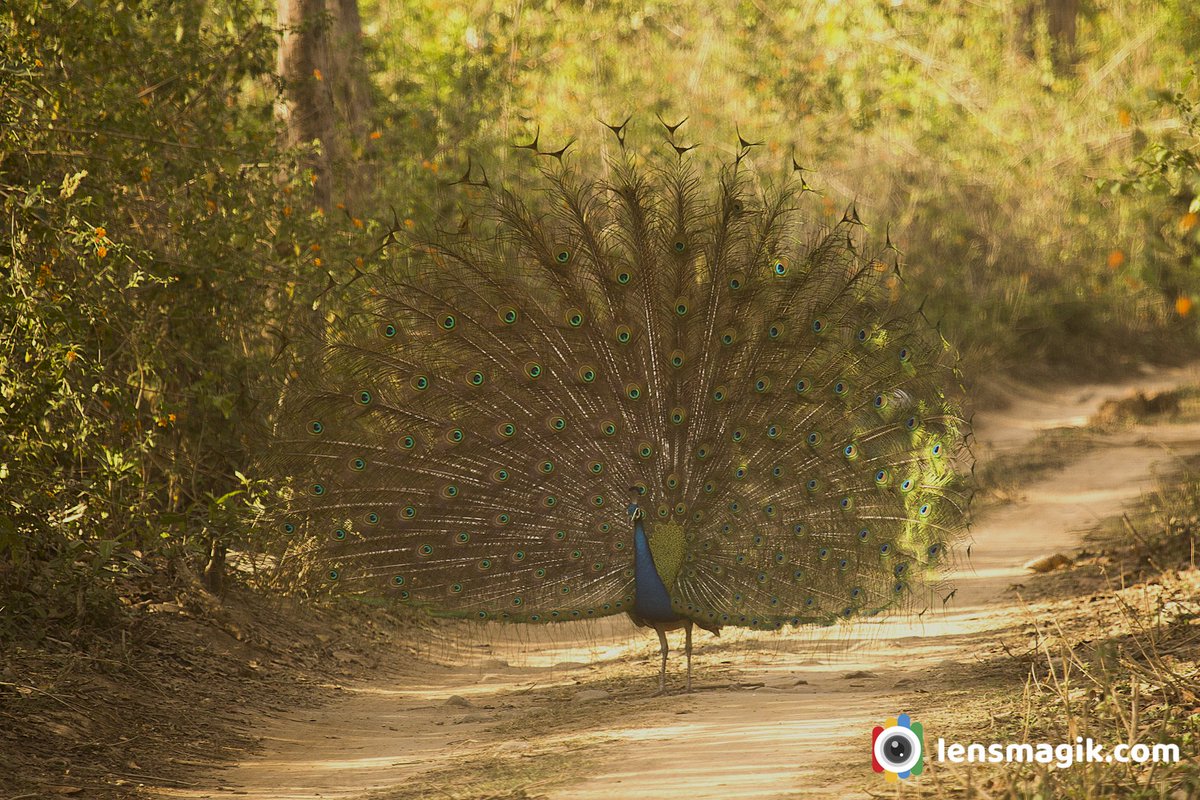 Indian Peafowl bit.ly/3x52tNL Peacock #Indianpeafowl #indianpeacock #peacock #peahen #nationalbirdofIndia #nationalsymbolofindia #aboutpeacok #largeflyingbird #peacockfeather #crownoffeatherbird #peacockdance