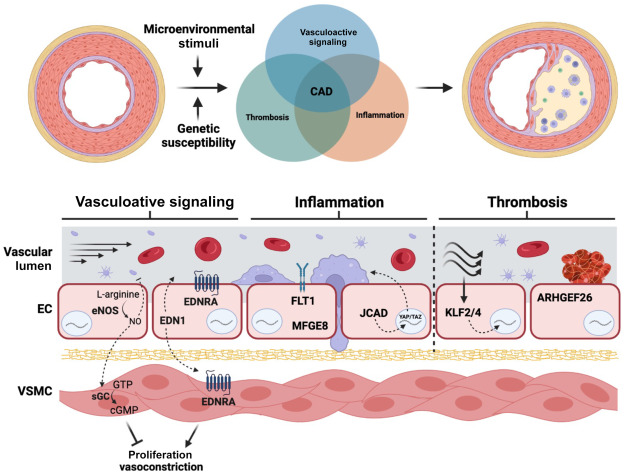 #CurrentIssue #Review #ThemeIssue The Role of Endothelial Cells in Atherosclerosis: Insights from Genetic Association Studies Full text: loom.ly/ne4jVp8 Authors from @BrighamWomens
