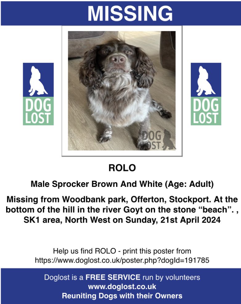 #SpanielHour ROLO IS STILL MISSING FROM WOODBANK PARK, #Offerton #Stockport AT THE BOTTOM OF THE HILL IN THE #RiverGoyt ON THE “STONE BEACH” Male/adult BROWN&WHITE #Sprocker Tagged & chipped 21/4/24 doglost.co.uk/dog-blog.php?d… @juliagarland73 @JacquiSaid @BitofDecorum @bs2510