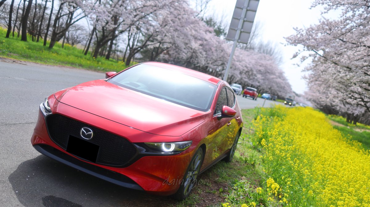 黄砂が飛んで無ければ最高だったなぁ。
#愛車と桜 #withMazda