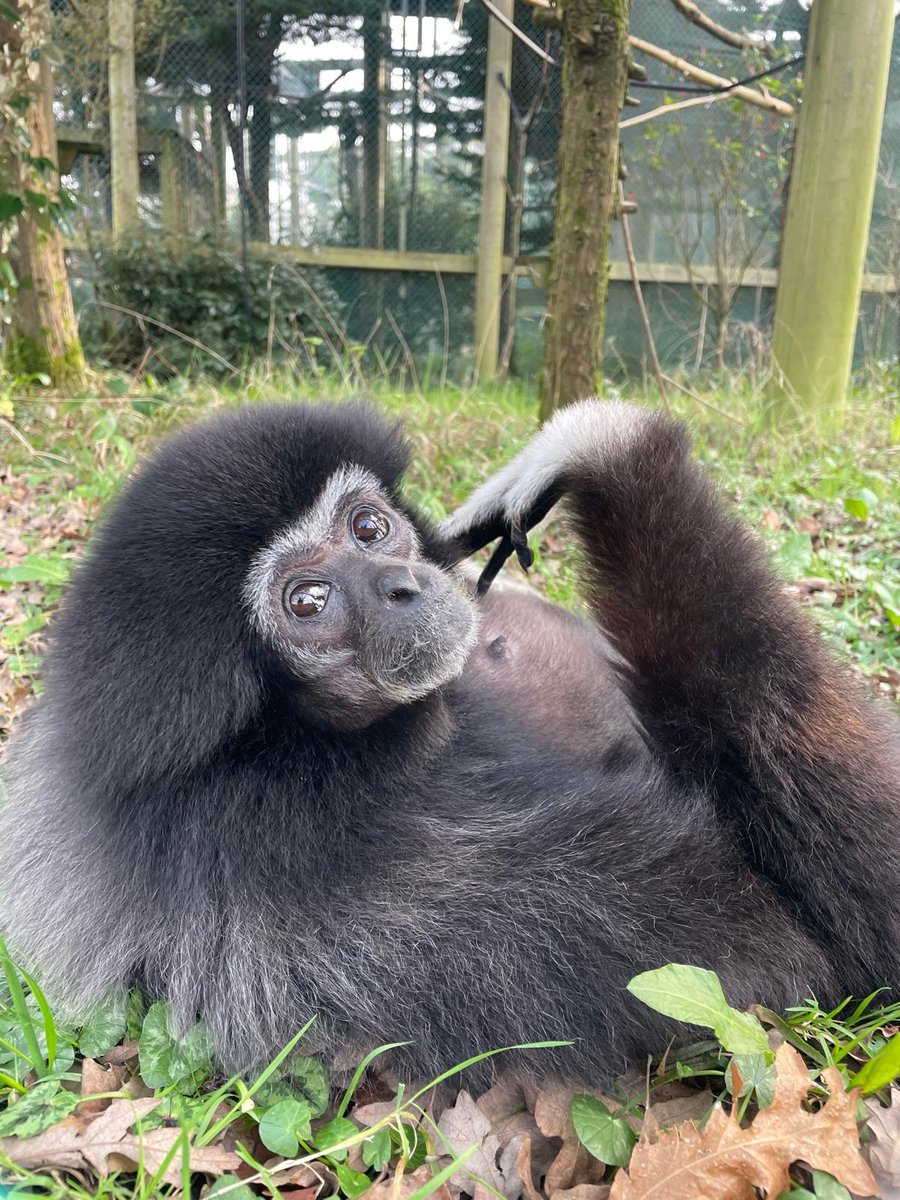 Here's Kitty! Yesterday we shared a photo of her housemate, Paul, and we had a few requests to see this lady- and luckily she had posed for PCS Maddie just last week! Kitty is a lar gibbon who came from Pingtung Rescue Centre in Taiwan in the early 2000s.