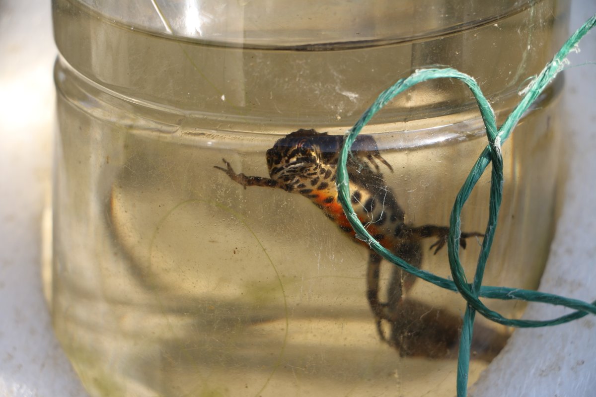 BathSpaUni's tweet photo. We've launched the world’s first ever National Newt Day! 🎉 Newton Park is home to all of the UK’s native species: Smooth, Palmate and, most notably, a thriving population of Great Crested Newts. Find out more - https://t.co/yjVxaSzuWO 🔗 https://t.co/olpwdfpUq6