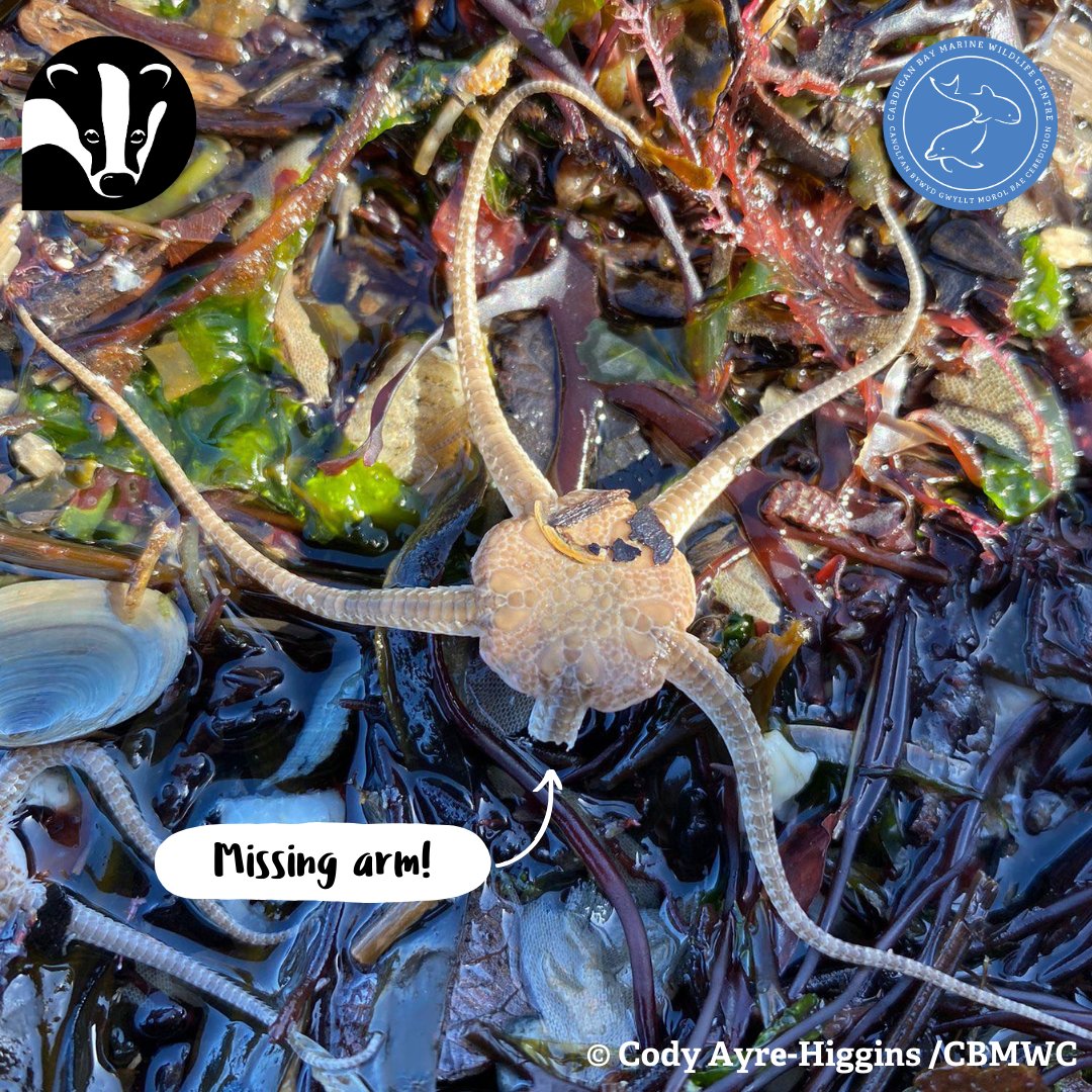 #MarineMonday 💙 Brittlestars are related to starfish⭐🐟 They do live up to their name and will shed parts of their arm if disturbed 💪 @WTSWW @WTWales
