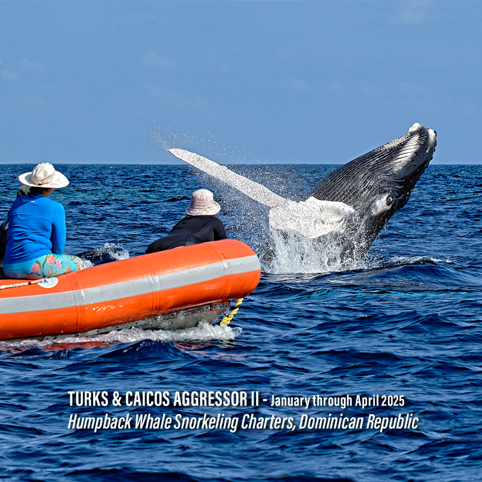 Photographer Scott Johnson captured these amazing images during the 2024 humpback season. The Turks & Caicos Aggressor II is taking reservations for the 2025 season. Hurry, they fill quickly. Secure your space now - bit.ly/3UwnWNY #AggressorLiveaboards #DiveAggressor#Ad