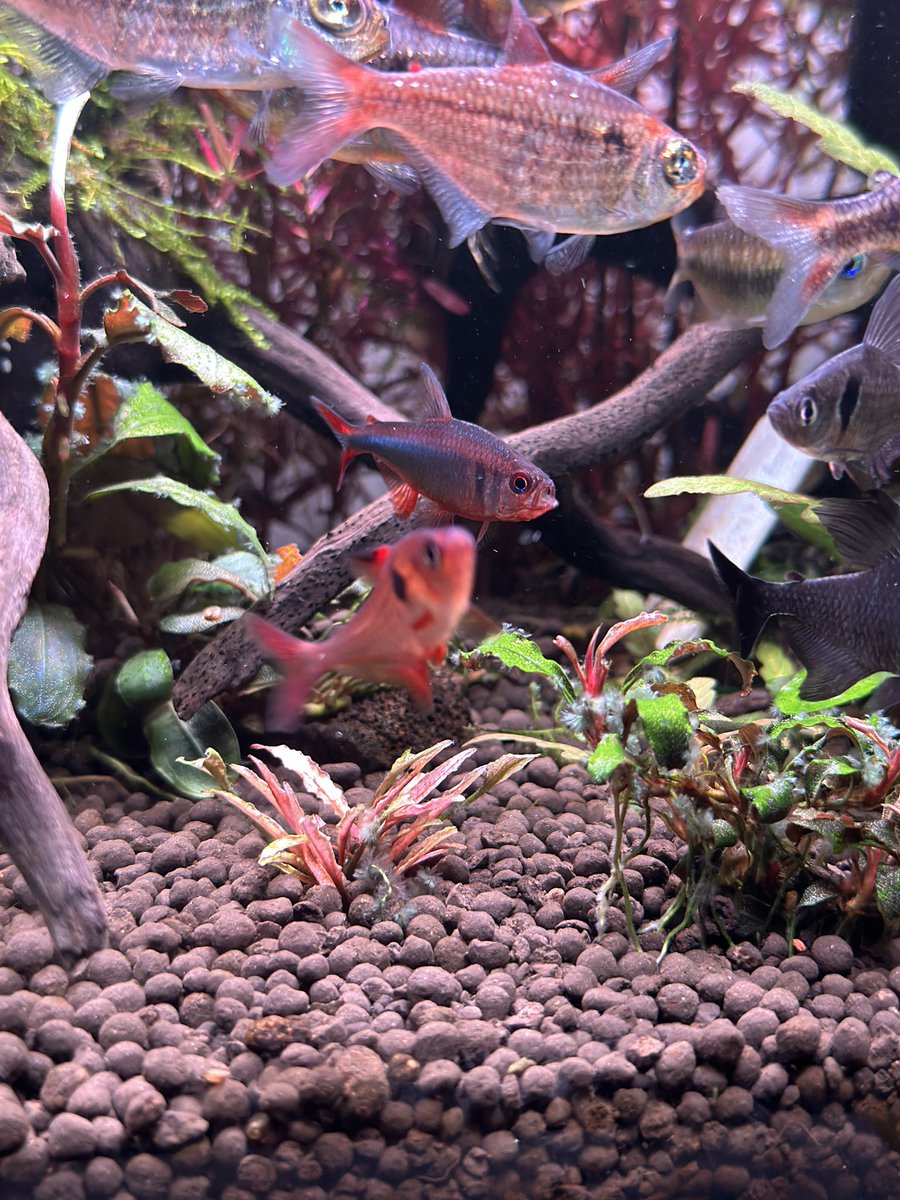 minteyut's tweet photo. ブルーベリーインパイクティステトラ
めっちゃいい感じ
写真写り最高やのに手前のルブラが邪魔すぎる笑

#アクアリウム　#熱帯魚　#珍カラ https://t.co/iH9M0XVGAT