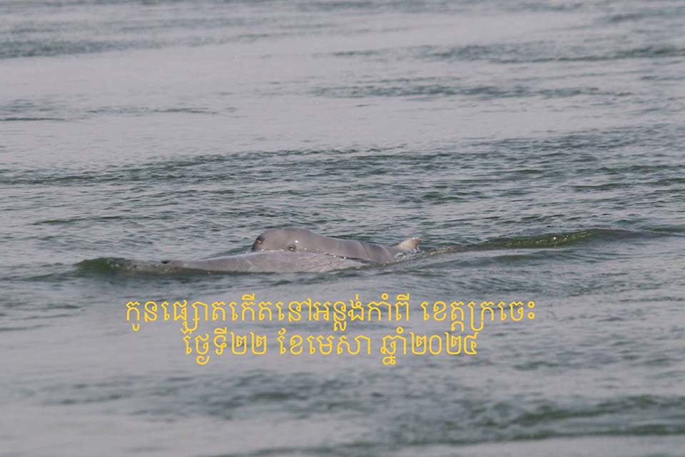 The new birth indicates a large jump in the number of dolphin births over last year’s eight calves, which was already regarded as a significant increase in the Cambodian population of the rare mammals. #Nature #Cambodia #ThePhnomPenhPost

asianews.network/joy-as-seventh…