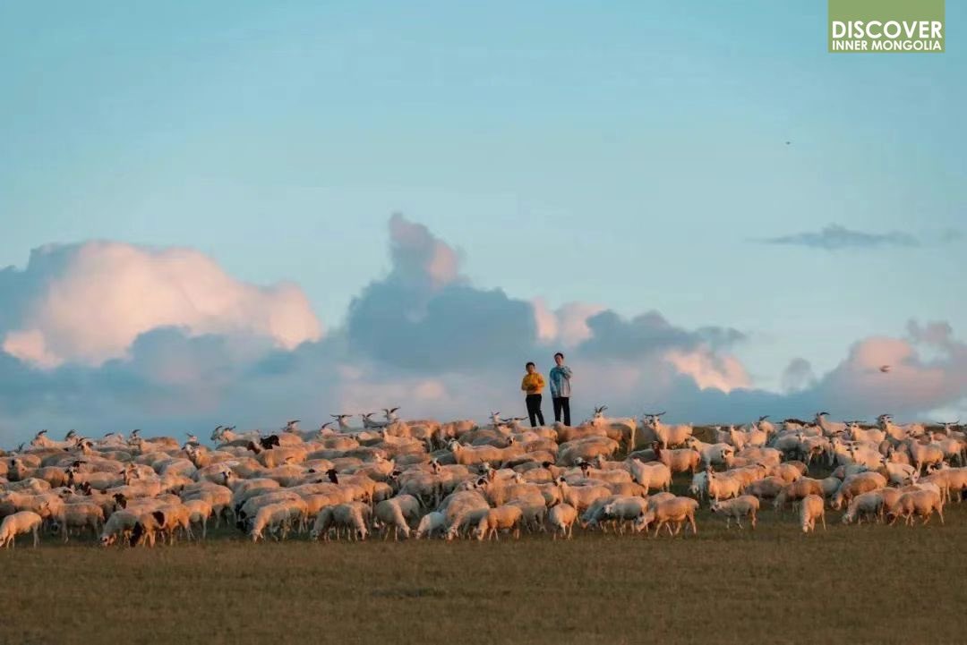 Spring arrives a little later at New Barag Right Banner in Hulun Buir, #InnerMongolia. A local pasture spanning 1,600 hectares within the #grassland has entered a peak period of livestock breeding. Approximately 1,500 sheep, cattle, camels, and horses inhabit this area.