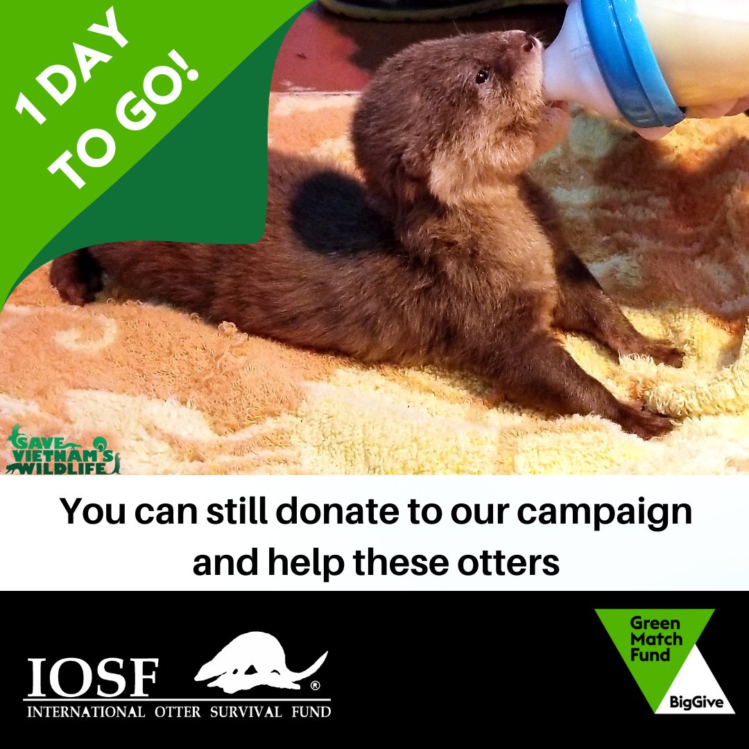 One day to go... until the end of the @‌BigGive #GreenMatchFund  Your support has been otterley amazing and although we are passed our target for match funding, you can still donate. and support our campaign. tinyurl.com/3rf4fd23  Donations close at noon tomorrow (UK time)