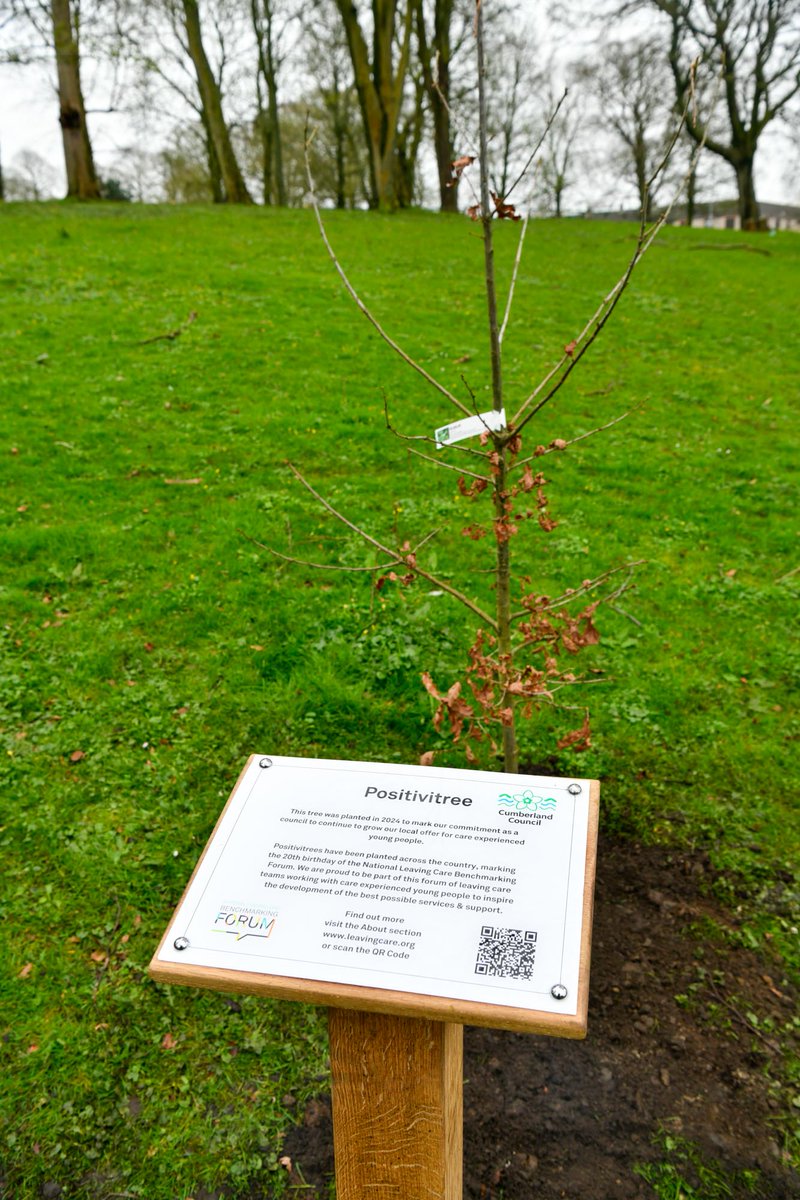 The trees symbolise our determination to support Cumberland's care experienced young people to grow and thrive. Helping Danielle & Chloe plant the trees was 'Froderick' - the mascot of the National Leaving Care Bench Marking Forum. @nlcbf @ypbmf #Positivitrees