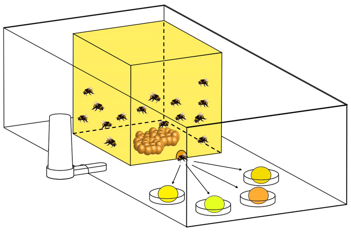 #mdpi_insects #newpublication
📢 #Bombusterrestris Prefer Mixed-Pollen Diets for a Better Colony Performance: A Laboratory Study

👏by Ziyu Zhou et al.
🔗Welcome to read: mdpi.com/2075-4450/15/4…
#pollinator #bumblebee #foodpreference #pollen #nutrition #colonydevelopment