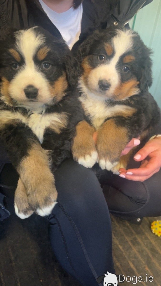 Happy Wednesday from these two lovelies. Image via dogs.ie/sale/bernese-m…