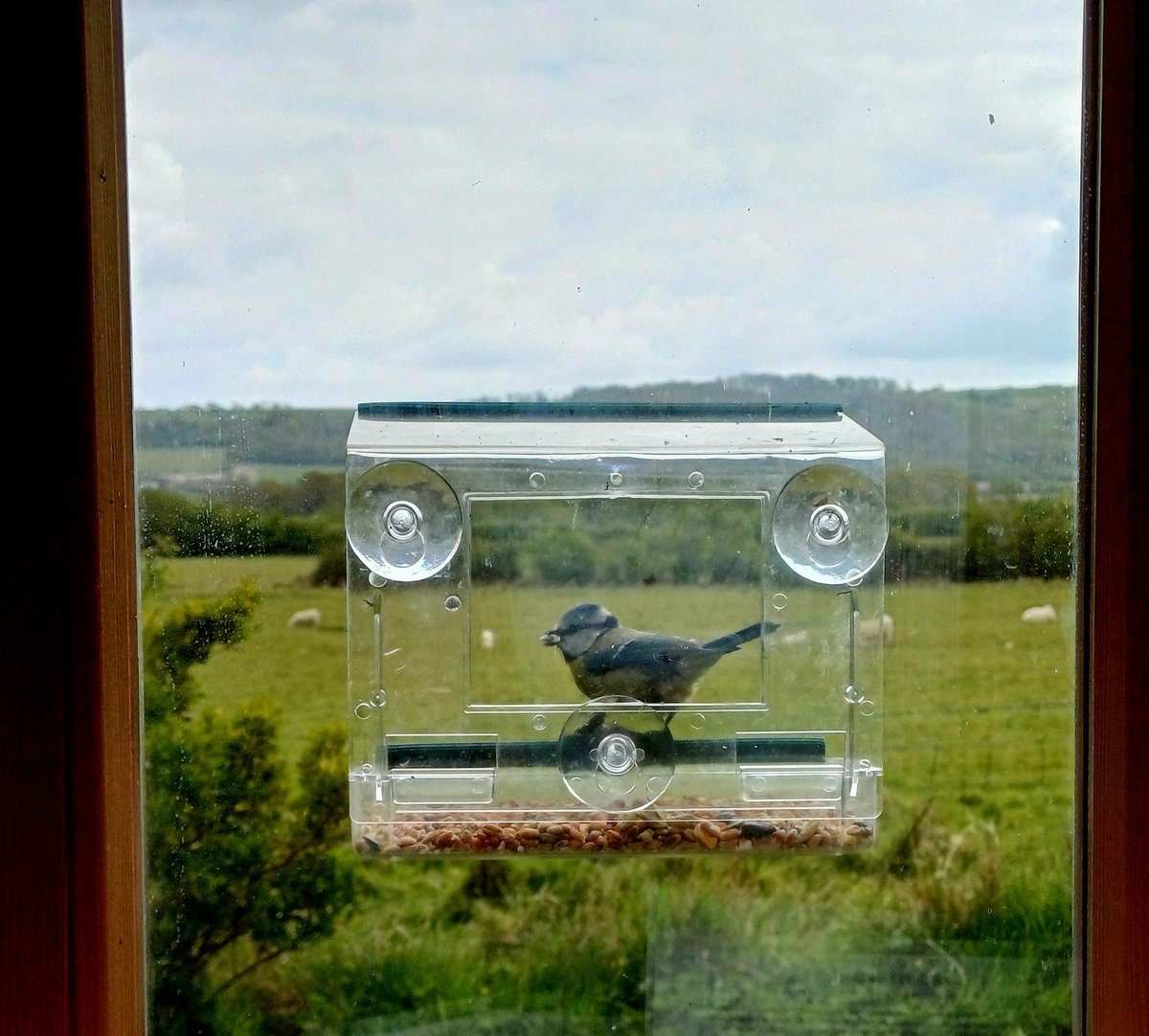 theLucyStrange's tweet image. People said the view from my writing shed would distract me from my work, and - honestly - it didn't. But it does now...