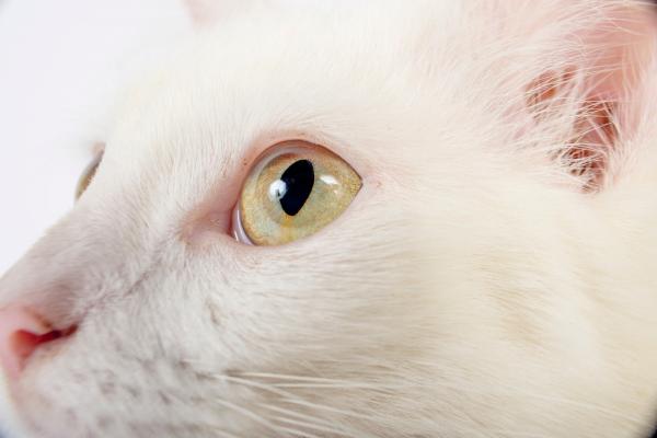 ¿Los gatos tienen pestañas? soyungato.com/los-gatos-tien… #razasdegatos
