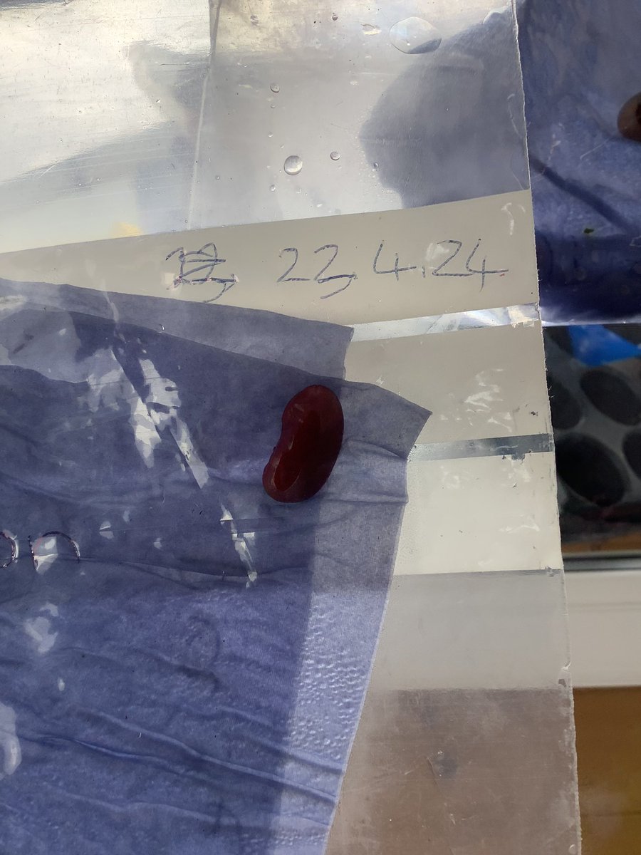 Evergreen Speech and Language Centre

Holly Class have been learning about growing. They have planted beans, peas, lettuce, cress and tomatoes. When they have grown the children will make food dishes with the ripe produce. #dt #vc #enjoyment #foodforlife #care