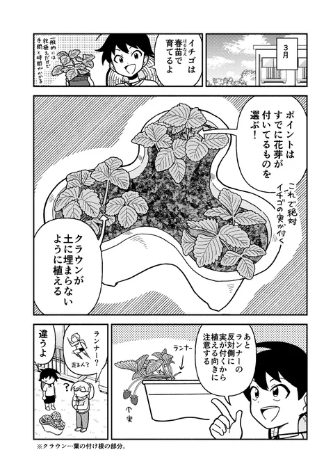 イチゴの育て方も載っている家庭菜園漫画描いてます!
家でイチゴがとれると楽しいよ🍓
(本のリンクはツリ-に) 