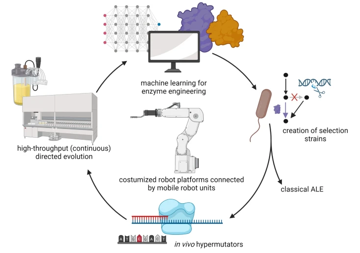 #Automated in vivo #enzyme #engineering accelerates #biocatalyst optimization — Led by @enricoorsi & @SteffenNLindner w/@LennartSchada & Stephan Noack @NatureComms #SynBio #CellFactory nature.com/articles/s4146…