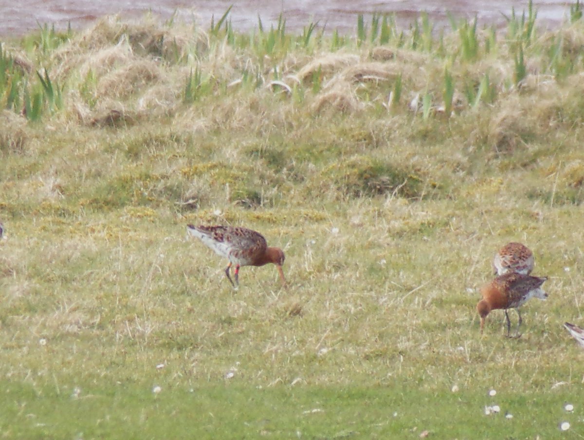 It has been a great spring for Black-tailed Godwit passage on #Tiree with 10 different colour-ringed individuals logged so far including 2 birds last night at Loch an Eilein (see pic), which were still on the Orwell Estuary in Suffolk on 21st April @JenGill3 @GrahamFAppleton