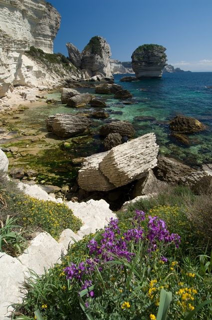 Le maquis, est 1ensemble de végétaux sauvages souvent impénétrables, qui poussent entre terre et mer sur tte l'île, il a la particularité de dégager des effluves capiteuses,
le maquis 'macchia' se compose de plus de 75 espèces propres à la Corse et + de 40 variétés d'orchidées.