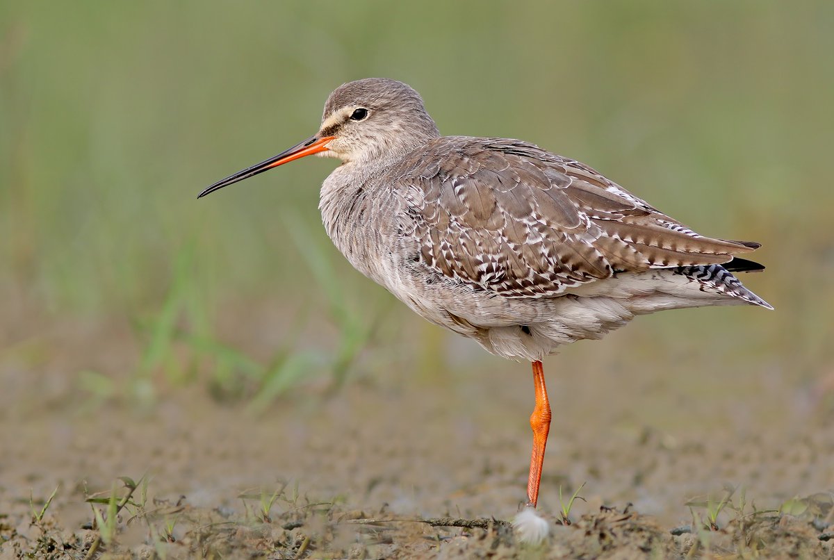 #FromTheArchives

For a short time each year, parts of the Indian subcontinent become refuges for #migratory #birds. Here is a handy guide to 14 of these #winter visitors.

📷 Ganesh Jayaraman — Spotted #Redshank.

Read the full story: bit.ly/3Uc6D3w