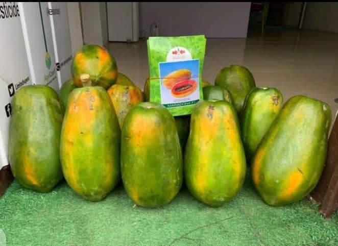 Dwarf pawpaw seedlings available in Large quantities. Price: 1500 per seedlings Minimum order: 10 Delivery: Nationwide