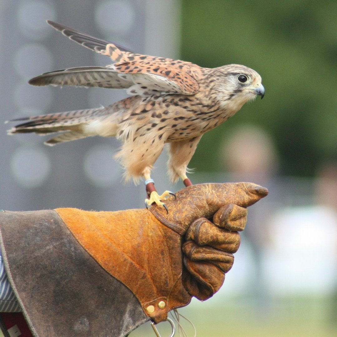 Step back to a time of drama and mystique at @WhitbyAbbey's Gothic Falconry event May 4-6! 🪶 Let the ultimate gothic venue enchant you as majestic birds take flight against its haunting backdrop. #Whitby #WhitbyAbbey #Falconry #BirdsOfPrey #Gothic