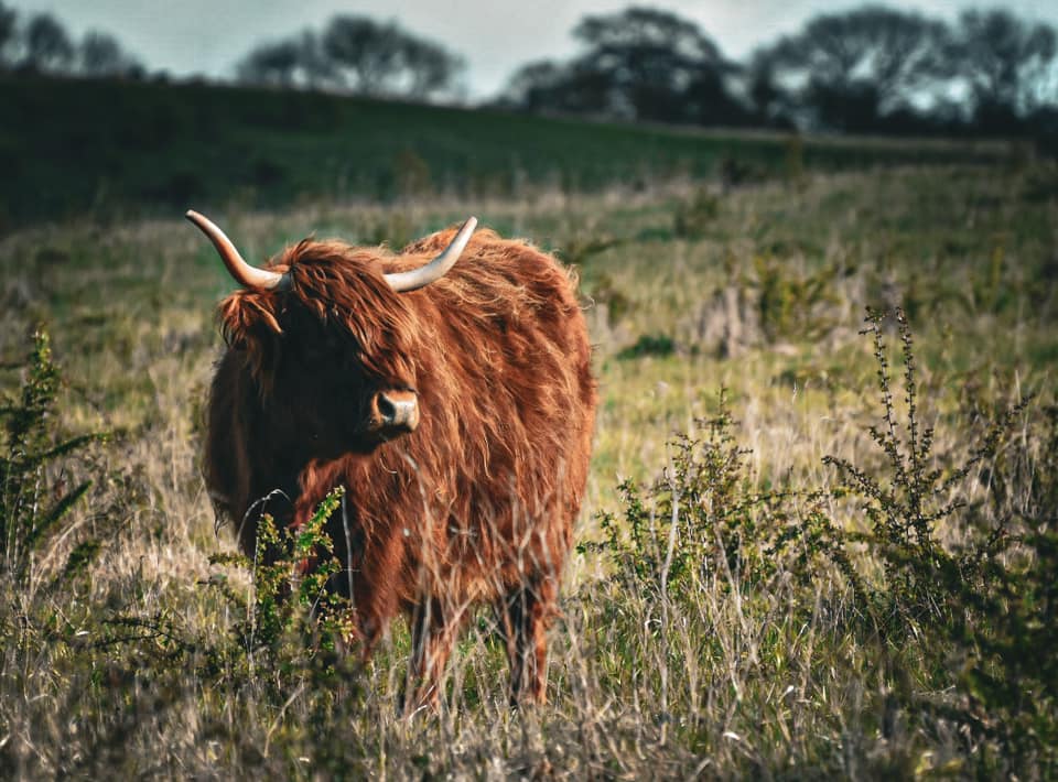 It's #HighlandCowWeek! Thanks Corrine Patient for this beautiful shot from Pegsdon Hills! Why not donate to our appeal, adopt a highland cow or follow them on Tiktok! wildlifebcn.org/highland-cattl…