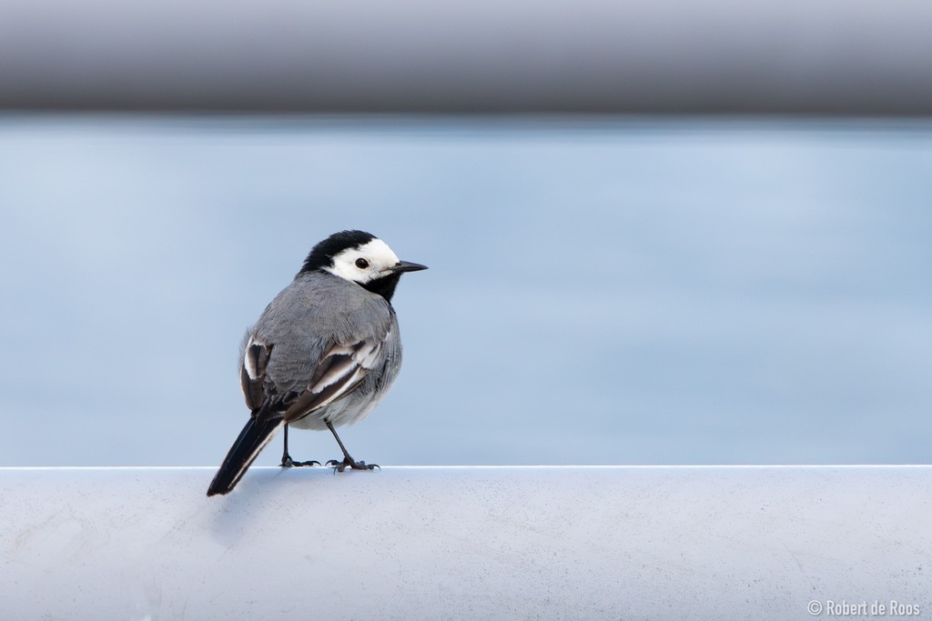 The white wagtail posing 👀 
.
Witte Kwikstaart 🇳🇱 
.
.
.
#whitewagtail #wagtail #wittekwikstaart #bird #birds #birdphotography #birdlovers #birdlover #birdlove #birdphoto #birdphotos #birdphotographer #birder #birdwatching #birdwatchers #birdwatcher #bi… instagr.am/p/C6I_GfQI_PV/