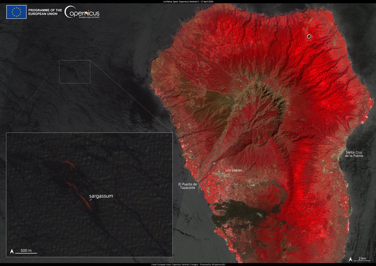 #ImageOfTheDay 

In recent days, large amounts of sargassum have been observed along the coast of La Palma in the #CanaryIslands 🇪🇸 

⬇️ The algae is visible in this #Copernicus #Sentinel2 🇪🇺🛰 image acquired on 17 April