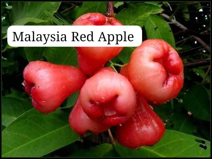 Malaysia Red Apple seedlings Minimum order: 10 Delivery: Nationwide