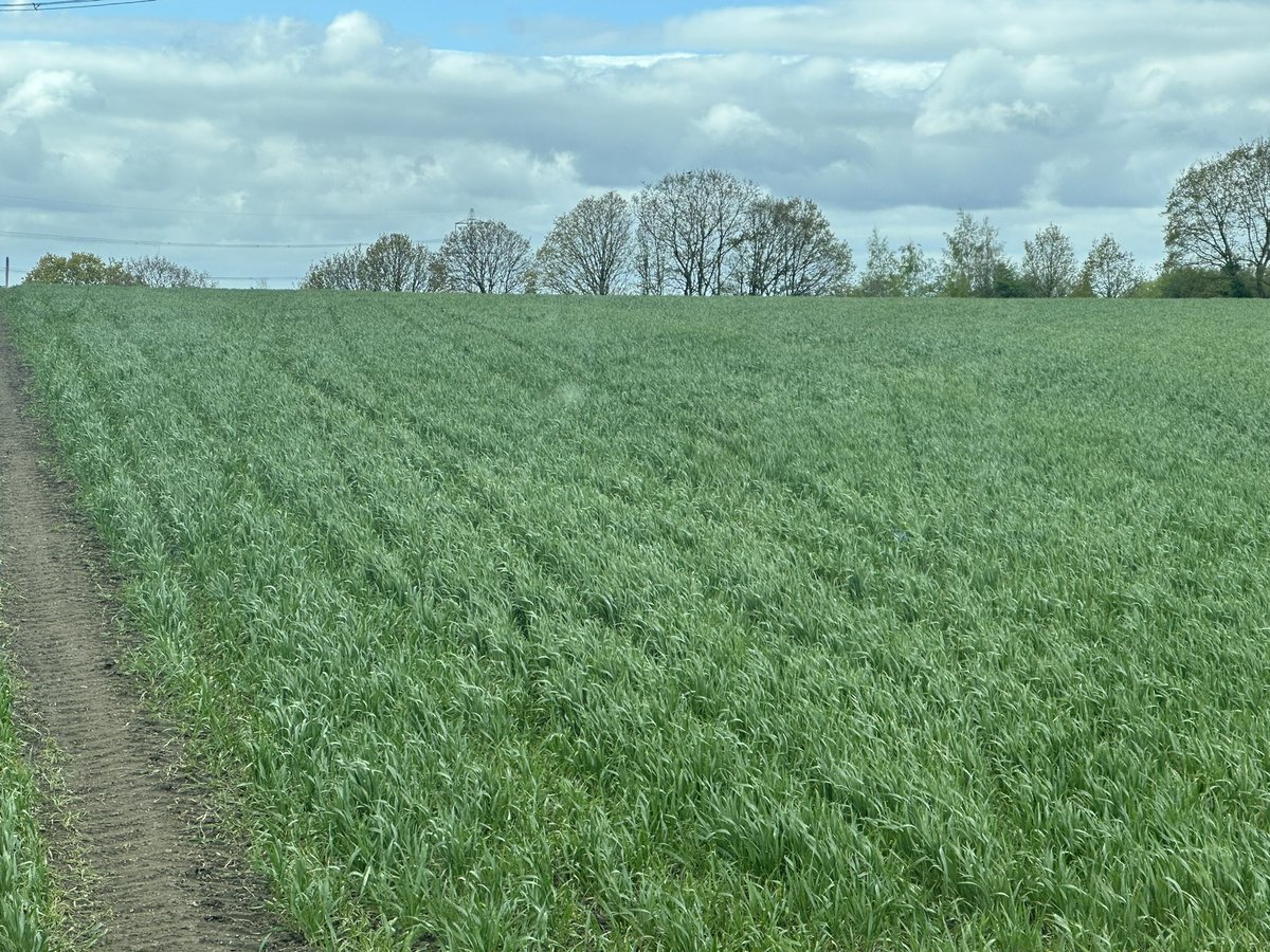 phil rowbottom tweet media