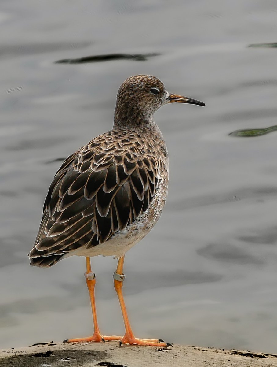 Good morning guys. Have a great #WaderWednesday #TwitterNatureCommunity #TwitterNaturePhotography #birdphotography #NatureConsivation #wetlands #NatureTherapy🏴󠁧󠁢󠁷󠁬󠁳󠁿