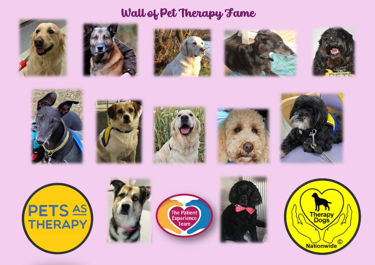 As its Patient Experience Week 2024, it wouldn't be right if we didn't thank our lovely therapy animal owners & their fluffy therapy pets. They all do so much for our patient and staff well-being @UHDBTrust @PetsAsTherapyUK @TherapyDogsUK We thank you all very much! 💛💙💛