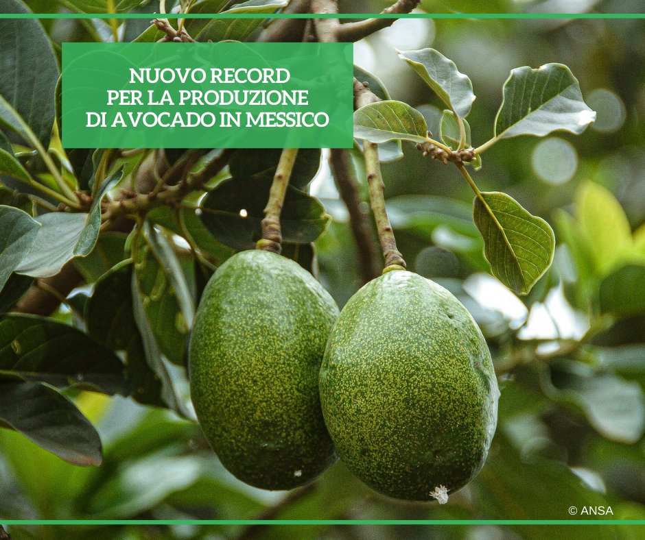 Il #Messico si conferma il leader mondiale nella coltivazione dell'#avocado. Nel 2023, la produzione è arrivata a 2,7 milioni di tonnellate, segnando un +4,3% sul 2022 e stabilendo un nuovo record storico per le piantagioni del frutto. #ANSATerraGusto ➡ bit.ly/49O6QzJ