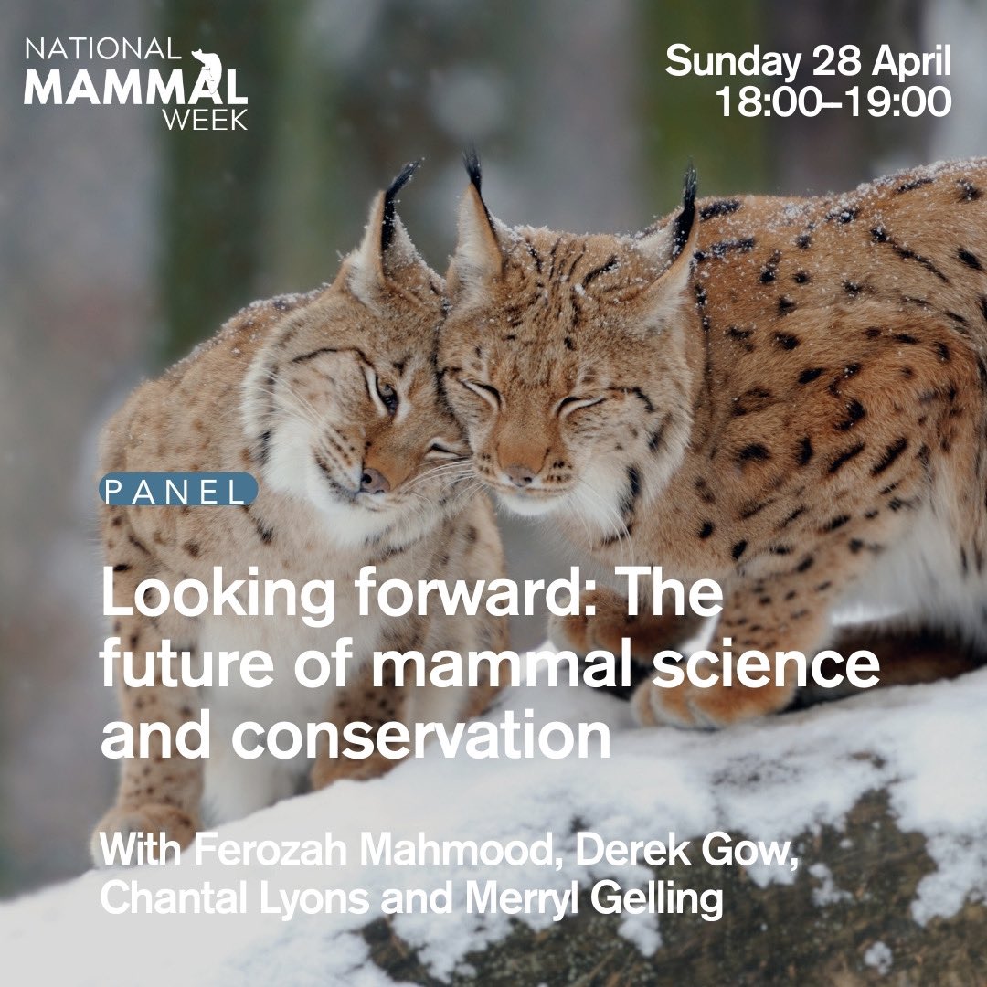 Excited to take part on a @Mammal_Society panel on Sunday incl. w/ @gow_derek & @SpiresEcology as part of #NationalMammalWeek! Register to join online 👉 us06web.zoom.us/webinar/regist…